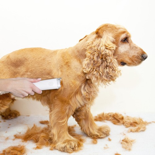 Dog grooming kit pet - pet,